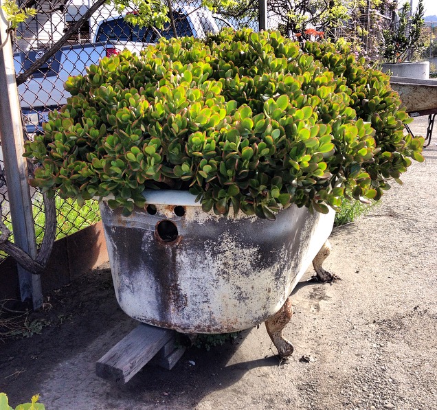 Jade Plant in Clawfoot Tub