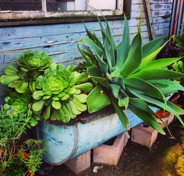 Succulents and Tub